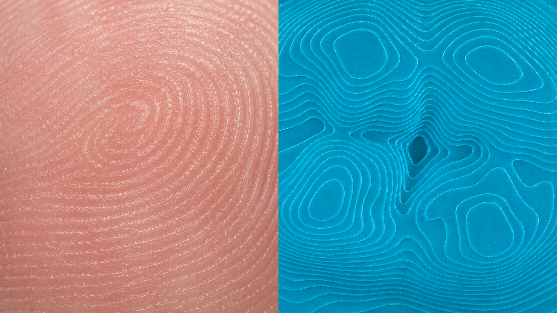 Fingerprint spirals next to organic topography
